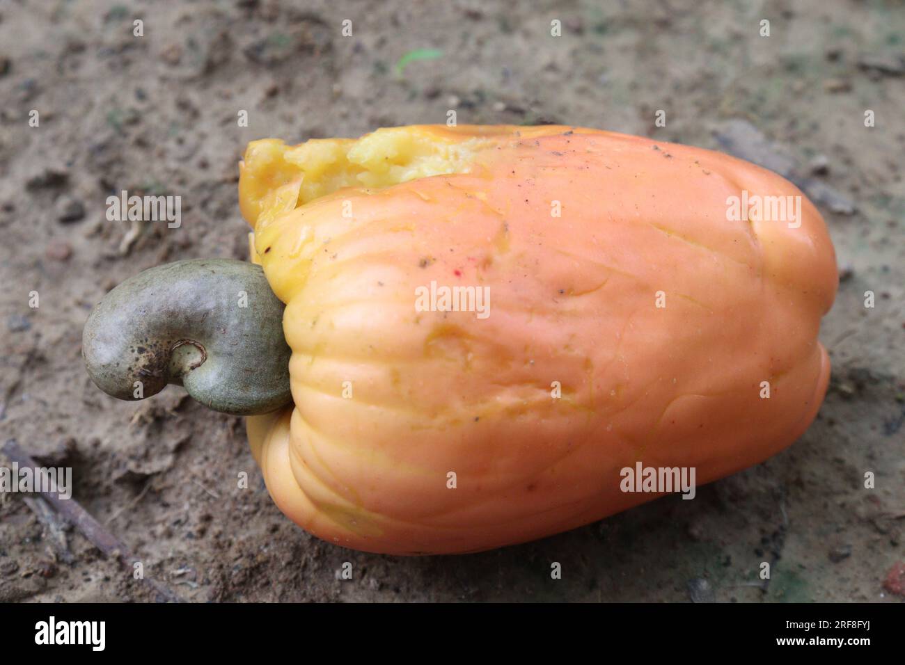 Reifer Cashew-Apfel mit Nüssen auf dem Hof zur Ernte ist eine preiswerte Ernte und teuer Stockfoto