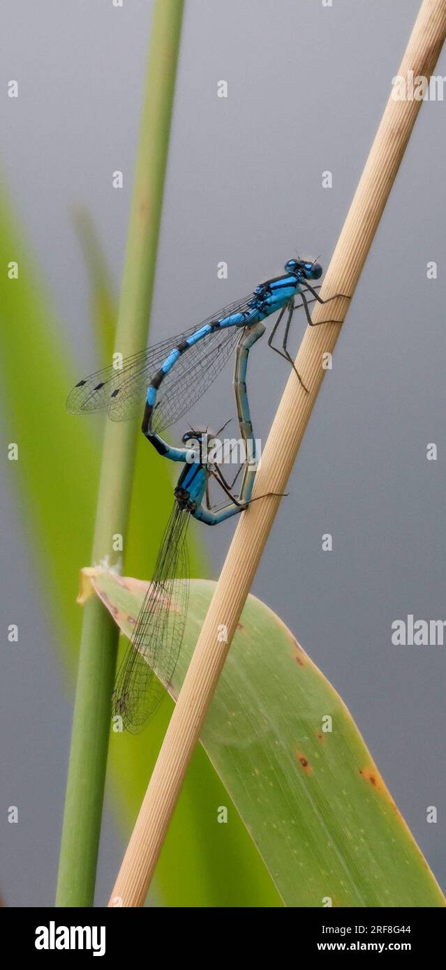 Kinnego, Lough Neagh, County Armagh, Nordirland, Vereinigtes Königreich. 01 Aug 2023. Wetter in Großbritannien – nach einem der nassesten Monate im Juli, die es bisher gab, begann der neue Monat August mit einer Mischung aus Wolken und blauem Himmel. Blaue Dämme, die sich auf einem Stiel an der Kante des lough paaren. Kredit: CAZIMB/Alamy Live News. Stockfoto