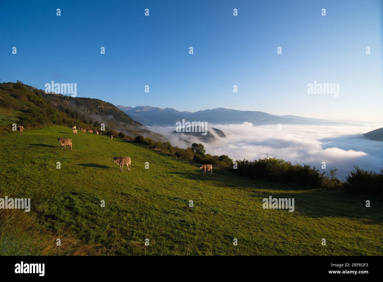 Eine Bergwiese mit weidenden Kühen und einem Meer von ​​clouds darunter. UN prado de Montaña con vacas pastando y por debajo se ve un mar de nubes. Stockfoto