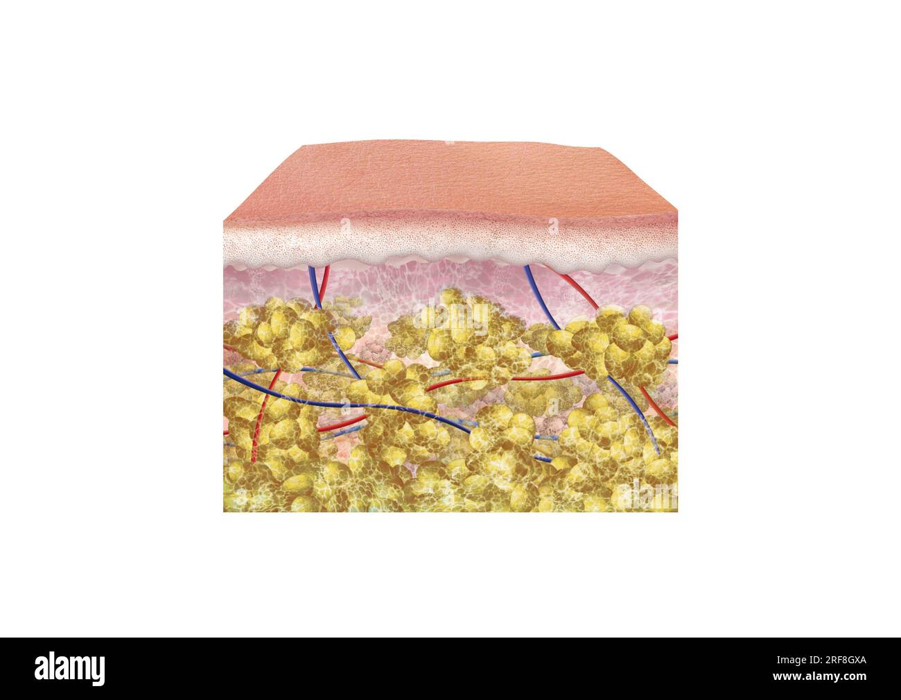 Abschnitt glatter Haut (im Vergleich zur Haut mit Cellulite) mit Epidermis, Dermis und Hypodermis, Kollagenfasern. Stockfoto