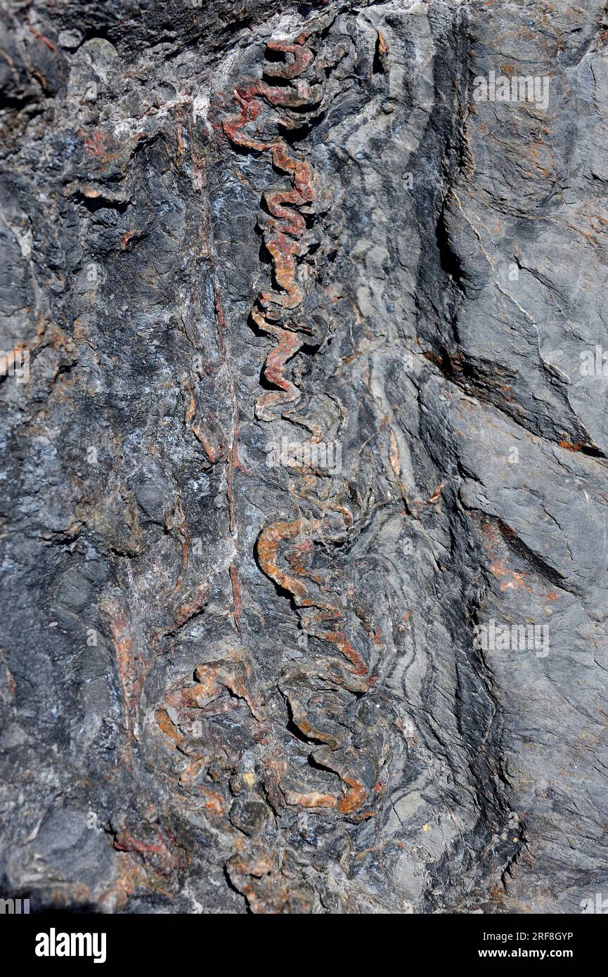 Mikrofalten in Quarzvenen-Schalen. Cap Creus, Girona, Katalonien, Spanien. Stockfoto