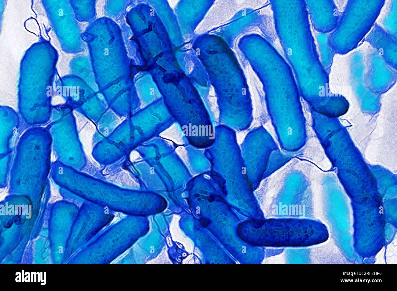 Escherichia coli (Darmbakterien, die sich im Verdauungstrakt von Menschen und Warmblütern befinden, sind die Ursache für Lebensmittelvergiftungen. Stockfoto