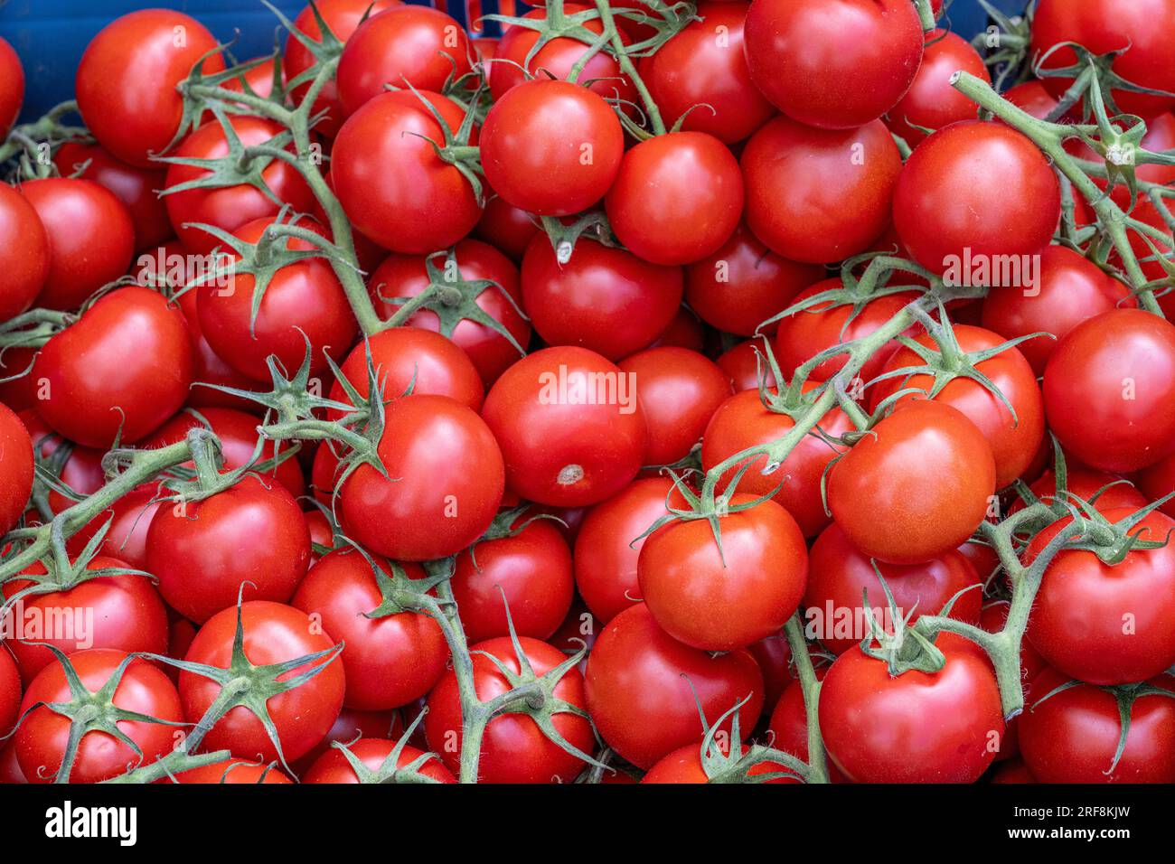 Kirschtomaten zum Verkauf auf einem Markt Stockfoto