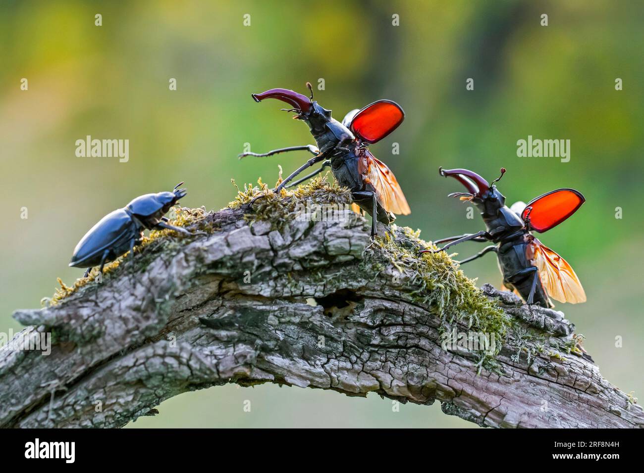 Europäische Hirschkäfer (Lucanus cervus) zwei männliche Tiere mit großen Unterkiefer/Kiefer und weibliche Tiere auf faulem Holz von Baumstumpf im Wald im Sommer Stockfoto