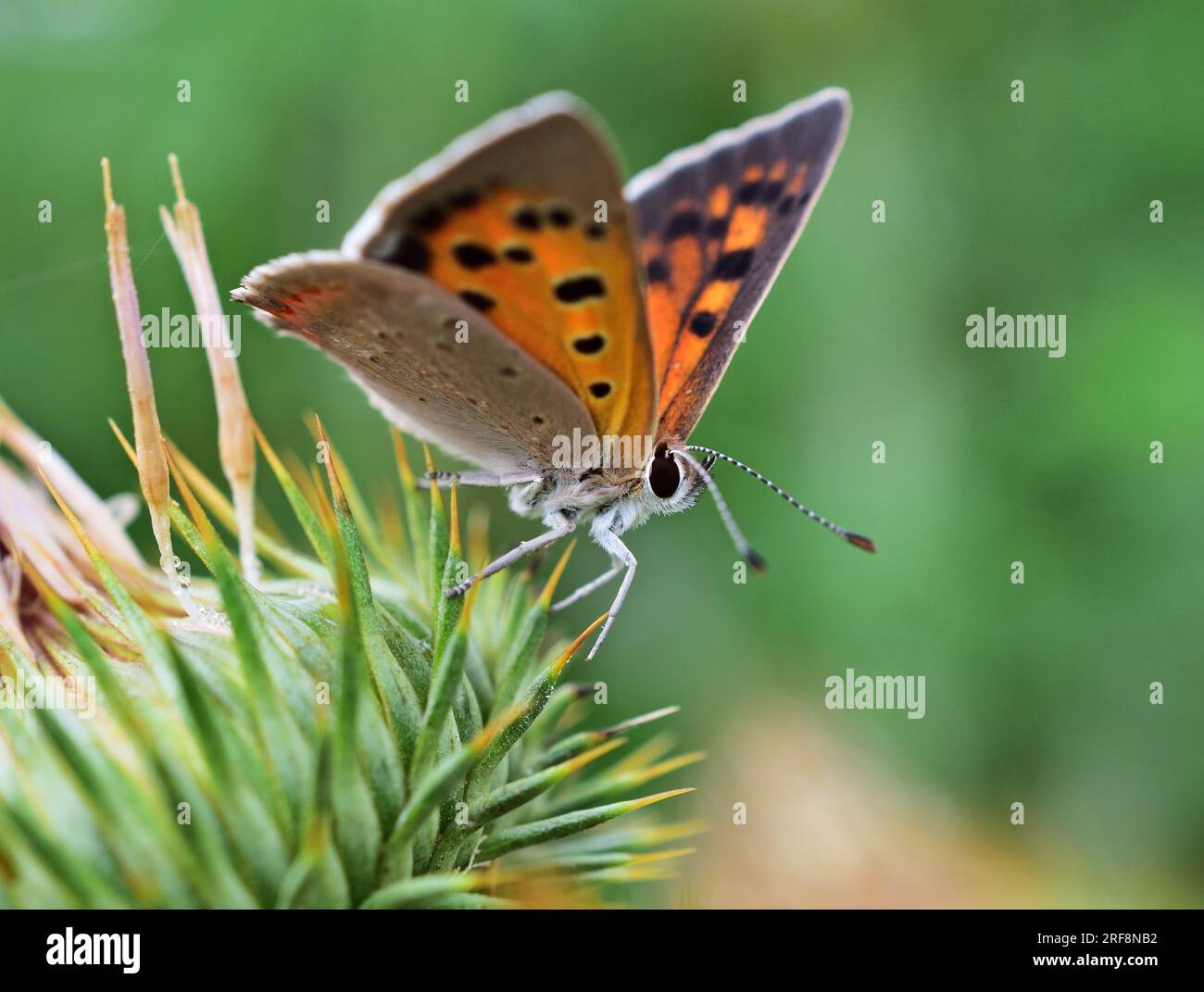 Lycaena phlaeas, das kleine Kupfer im Naturschutzgebiet Pacsmag-Seen Stockfoto