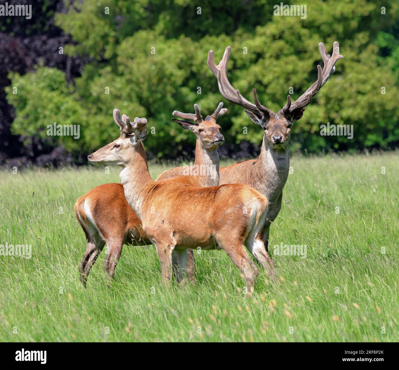 Rotwild-Hirsche (Cervus Elaphus) Stockfoto