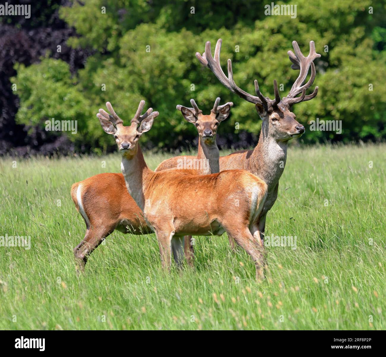 Rotwild-Hirsche (Cervus Elaphus) Stockfoto