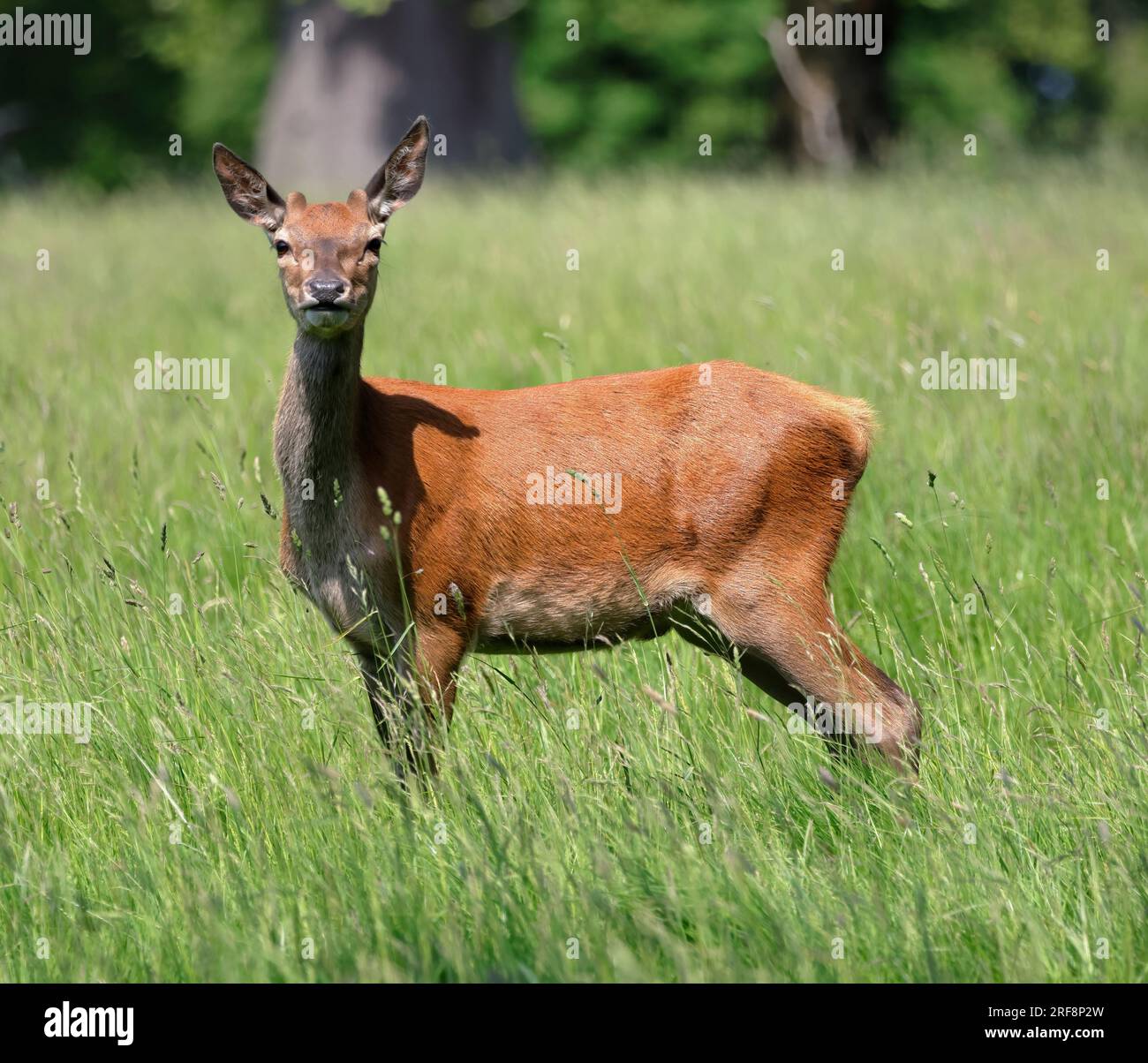 Ein Rotwild (Cervus Elaphus) Stockfoto