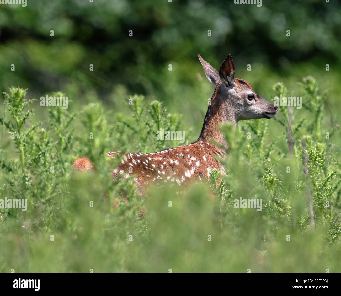 Ein Rotwild-Kalb (Cervus Elaphus) Stockfoto
