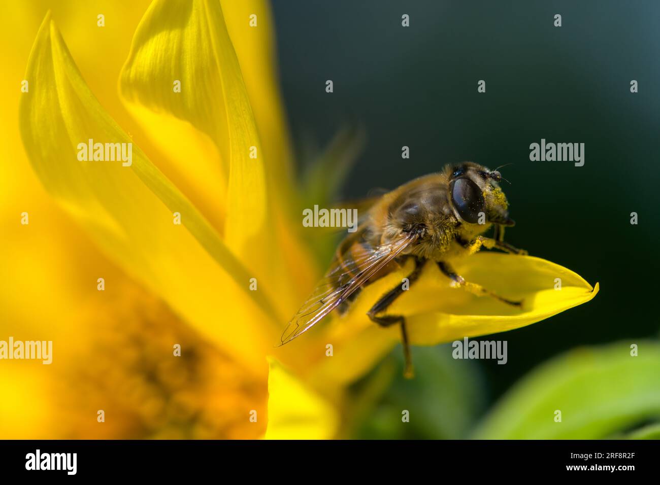 Nahaufnahme einer Honigbiene mit Pollen in einer gelben, brillanten Sonnenblume an einem Sommertag Stockfoto