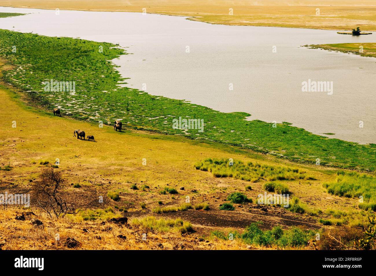 Elefanten aus der Vogelperspektive im Amboseli-Nationalpark, Kenia Stockfoto