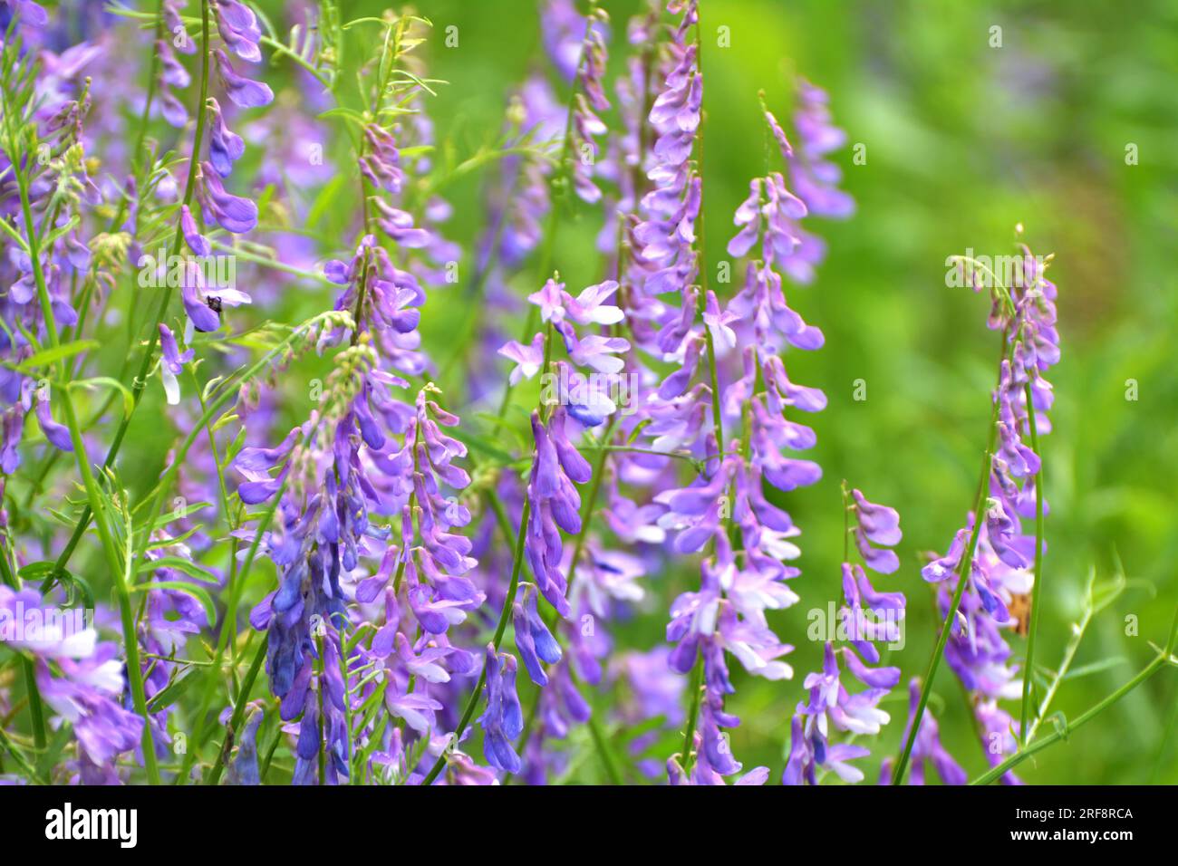Vicia tenuifolia blüht auf der Wiese in freier Wildbahn Stockfoto