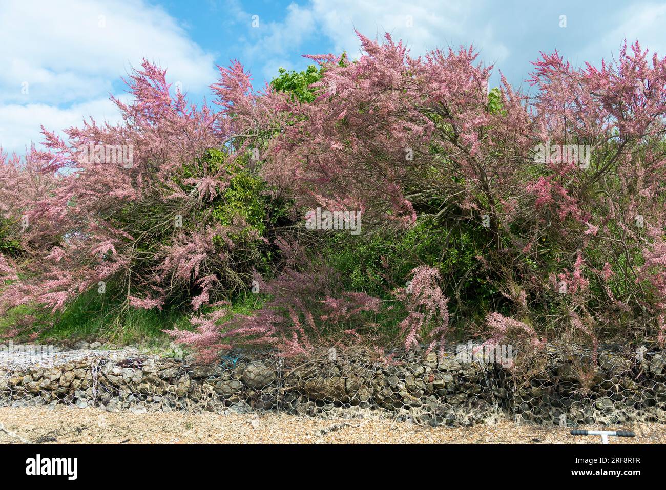 Tamarik ist ein idealer salzbeständiger Küstengardeb mit rosa Sträuchern, die an der Küste in West Wittering, West Sussex, England, blühen Stockfoto