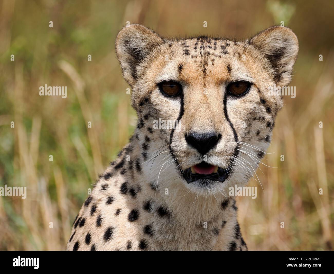 Porträt des afrikanischen Geparden (Acinonyx jubatus) von vorne gesehen Stockfoto