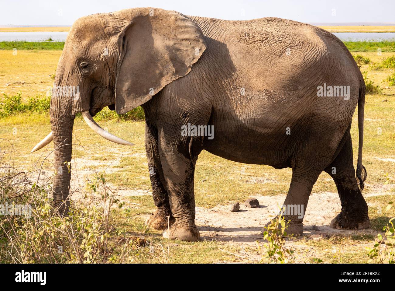 Ein Elefant mit einer Aufgabe rückwärts im Amboseli-Nationalpark, Kenia Stockfoto