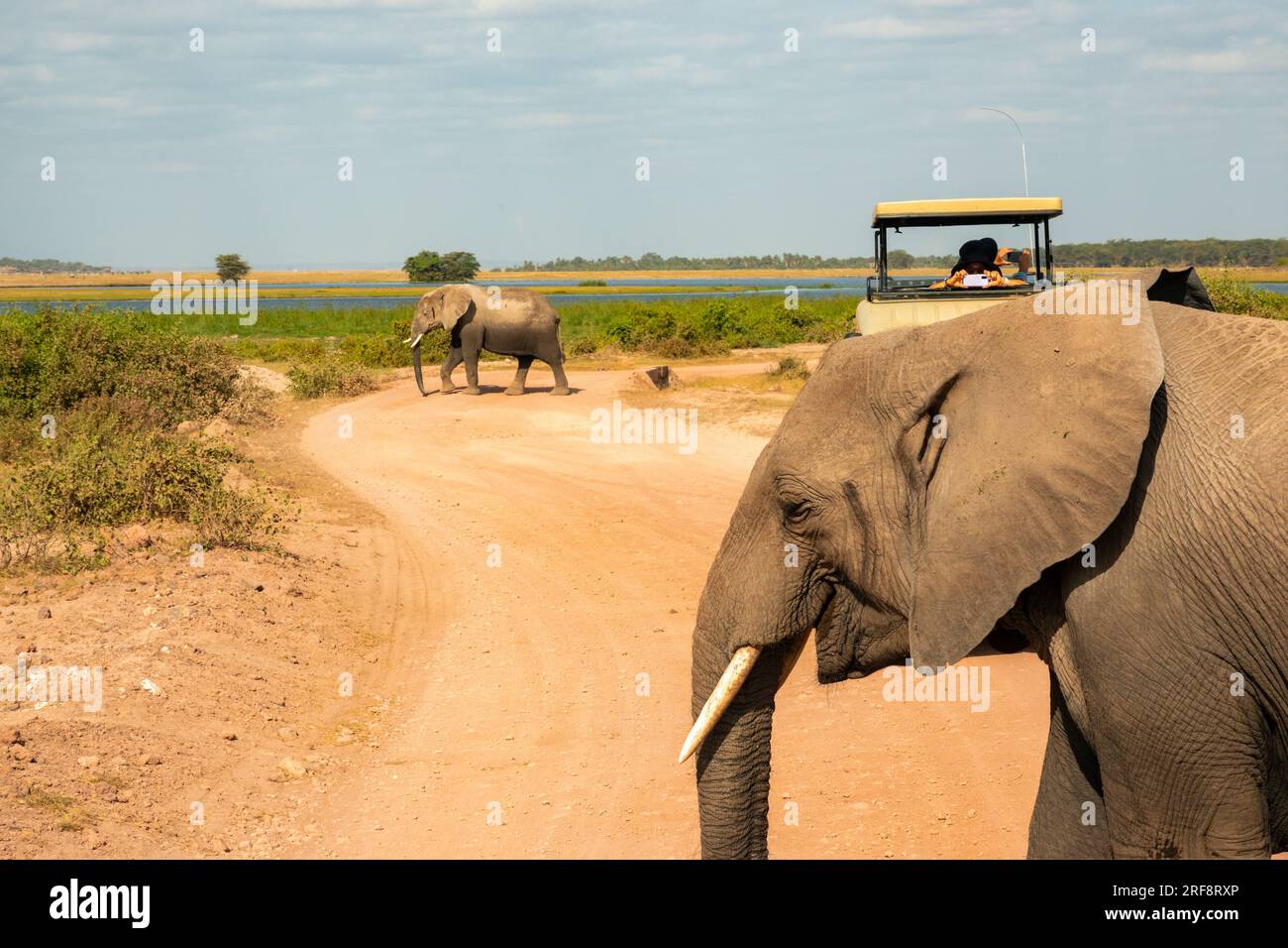 Eine Elefantenherde inmitten von Safarifahrzeugen in freier Wildbahn im Amboseli-Nationalpark, Kenia Stockfoto