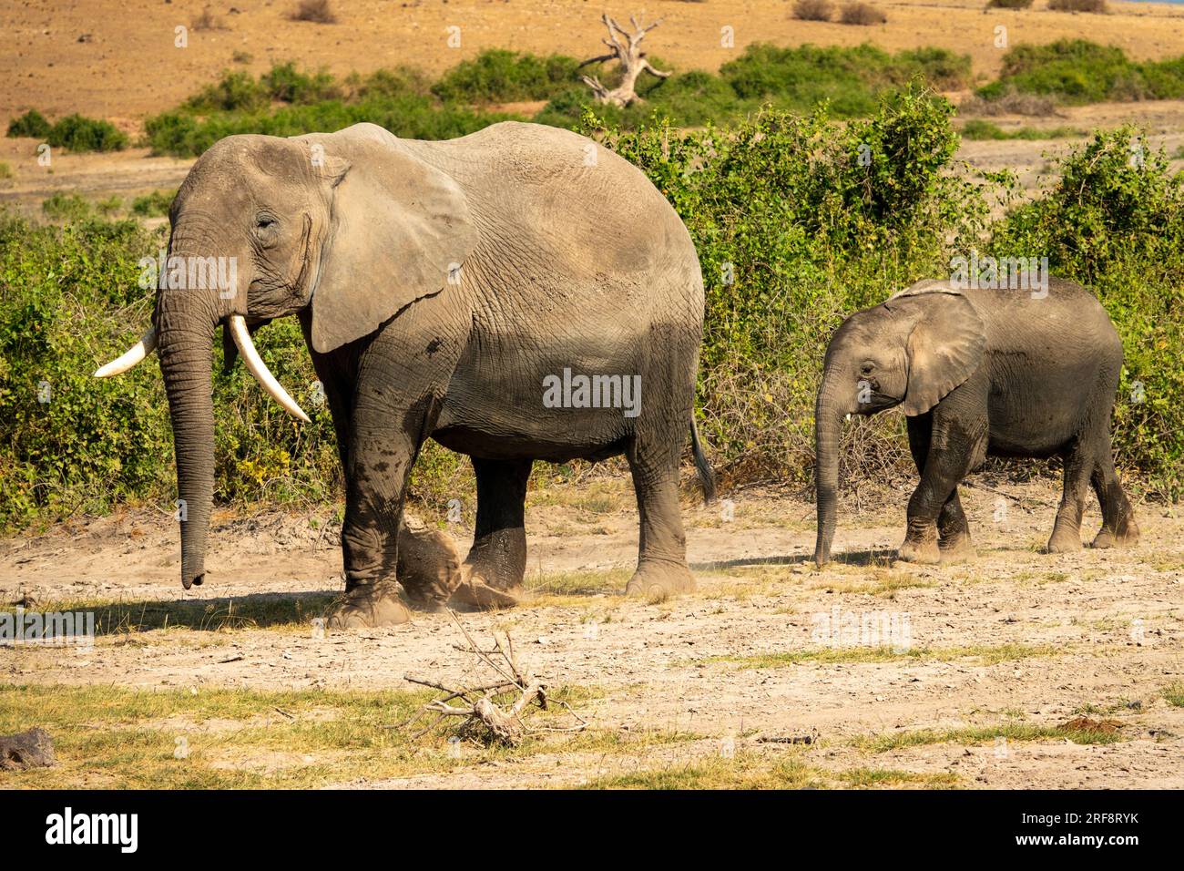 Ein schwangere Elefant, der mit einem Kalb im Amboseli-Nationalpark, Kenia, spaziert Stockfoto
