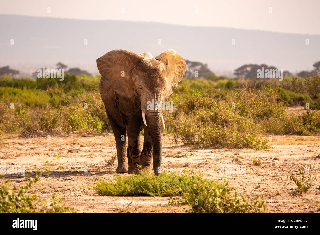 Eine Elefantenherde, die in freier Wildbahn im Amboseli-Nationalpark, Kenia, weidet Stockfoto