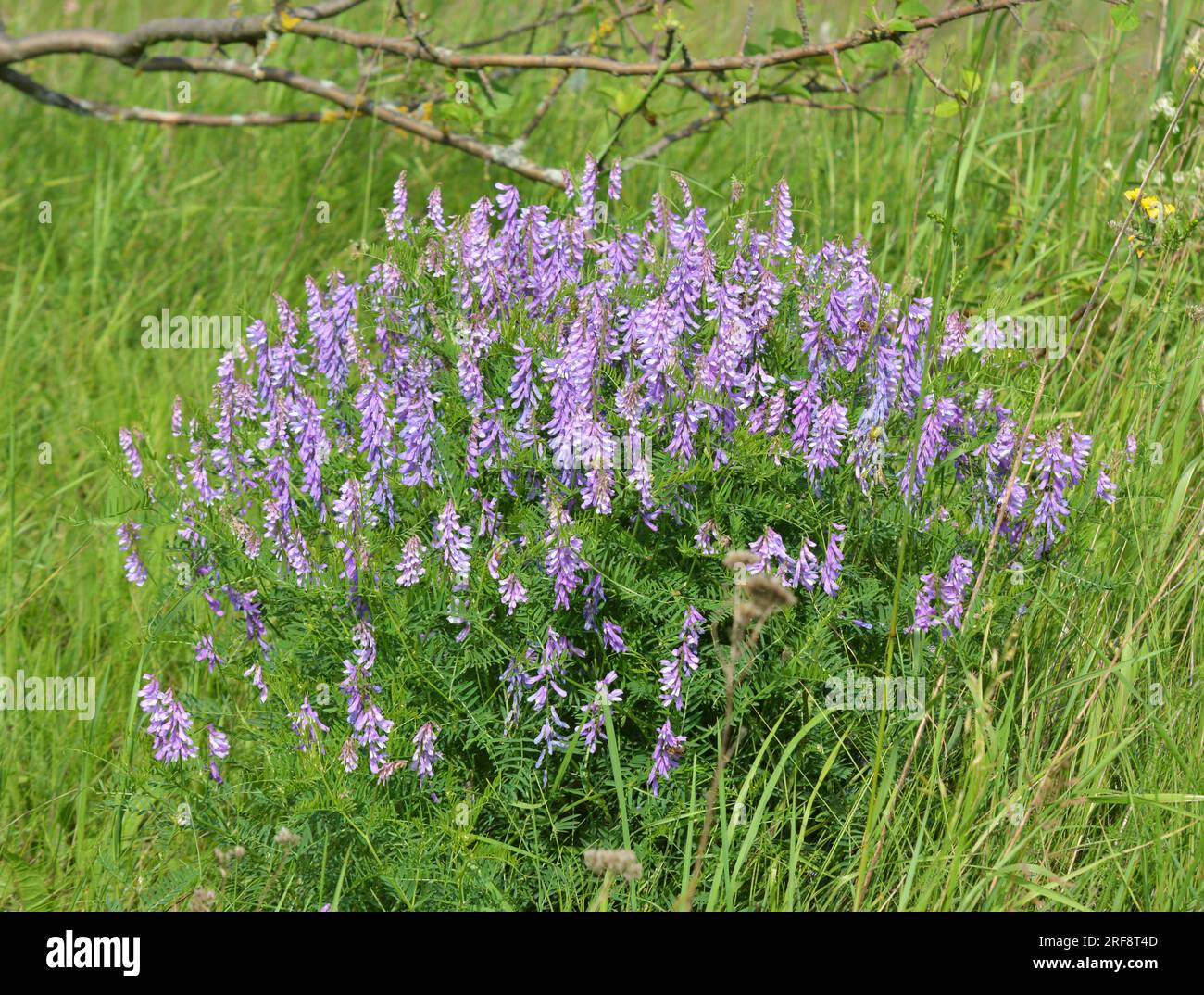 Vicia tenuifolia blüht auf der Wiese in freier Wildbahn Stockfoto