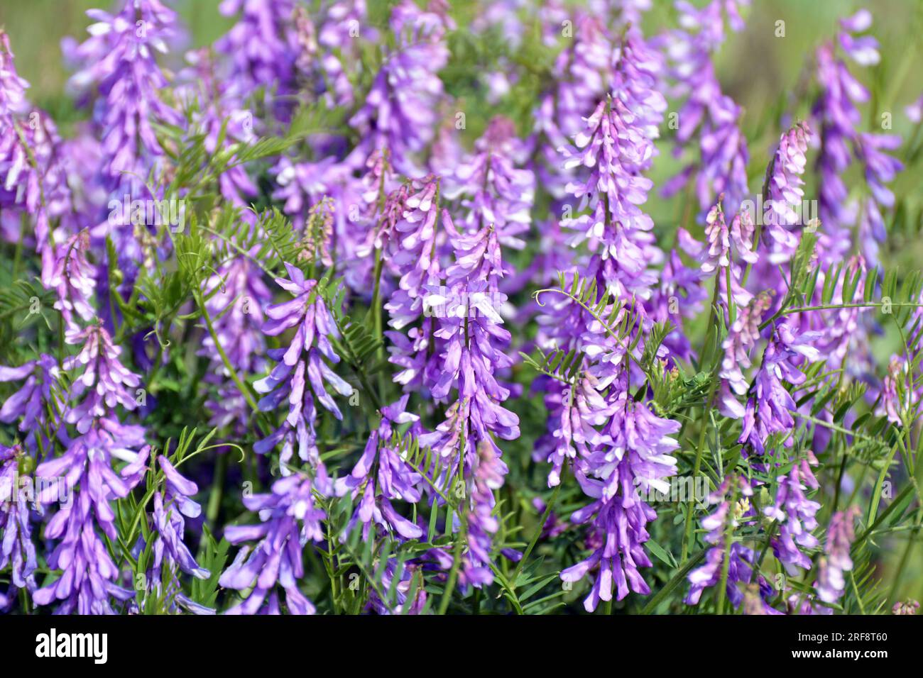 Vicia tenuifolia blüht auf der Wiese in freier Wildbahn Stockfoto