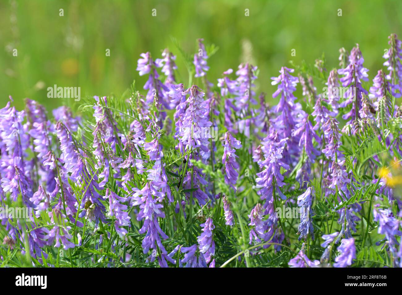 Vicia tenuifolia blüht auf der Wiese in freier Wildbahn Stockfoto
