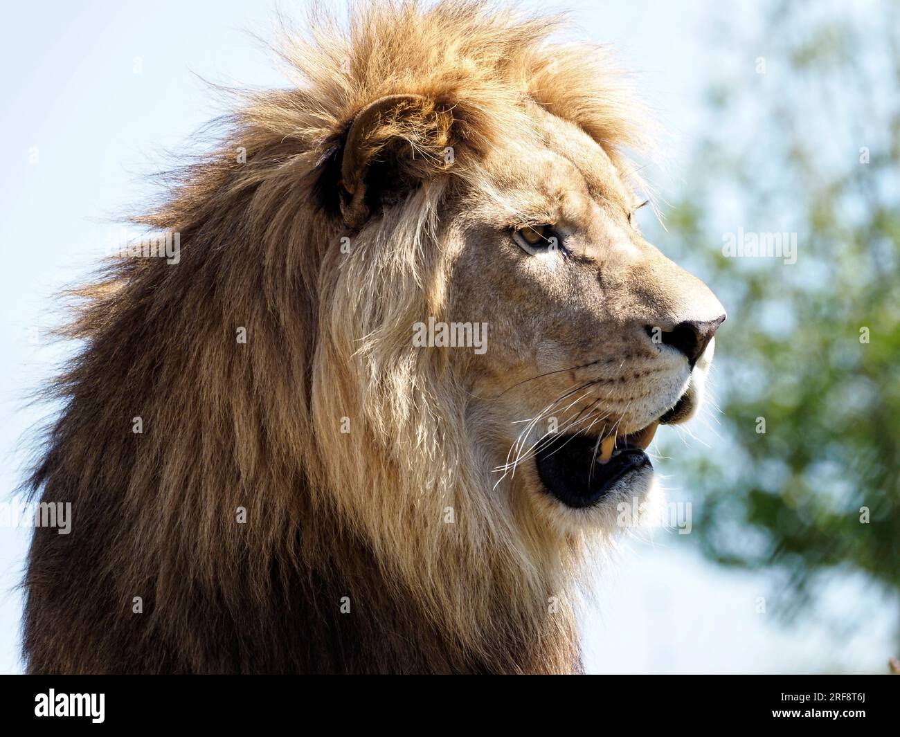 Das Porträt des Löwen (Panthera leo), der offene Mund und vom Profil aus gesehen Stockfoto