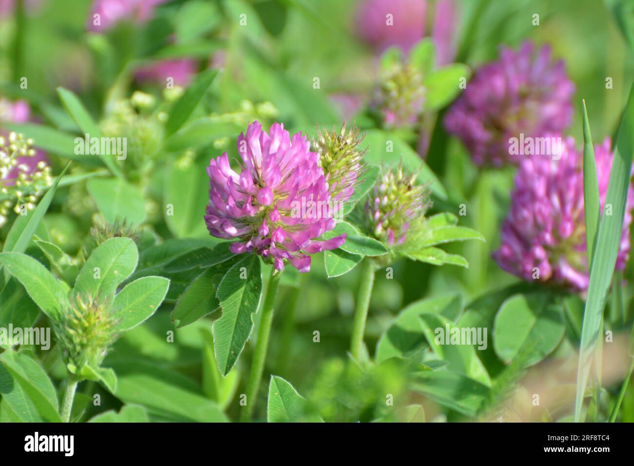 Auf der Wiese blüht unter wilden Gräsern Klee (Trifolium Medium) Stockfoto