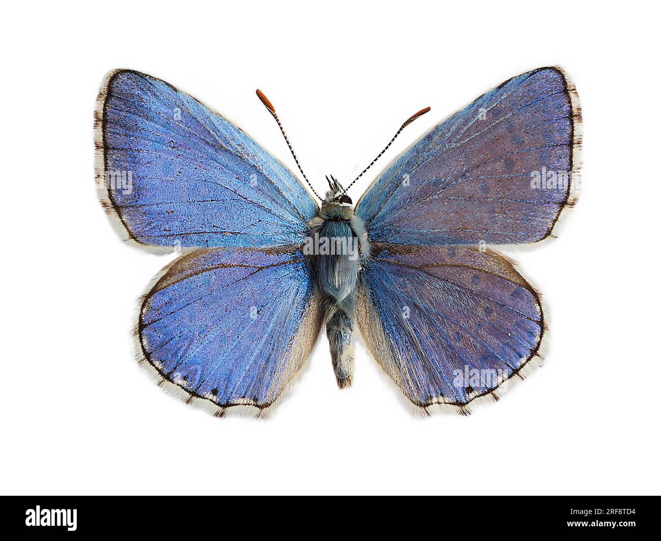 Das Adonisblau (Lysandra bellargus, auch bekannt als Polyommatus bellargus), isoliert auf weißem Hintergrund. Es ist ein Schmetterling in der Familie Lycaenidae. Stockfoto