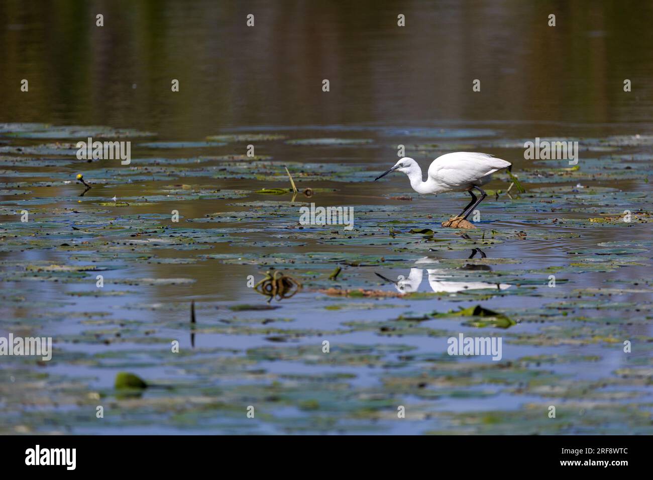 Garzetta in cerca di cibo Stockfoto