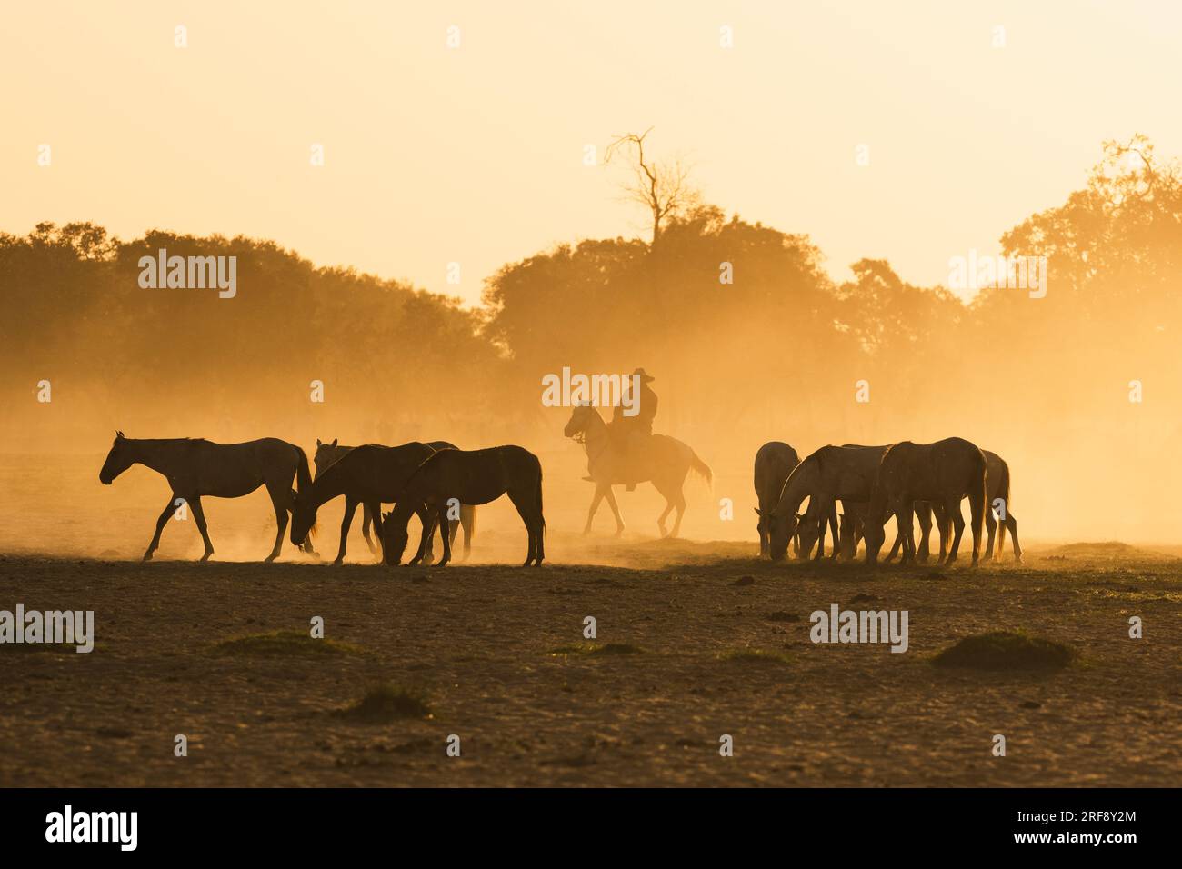 Pantaneiro Cowboy, der Pferde bei Sonnenuntergang hütet in North Pantanal, Brasilien Stockfoto