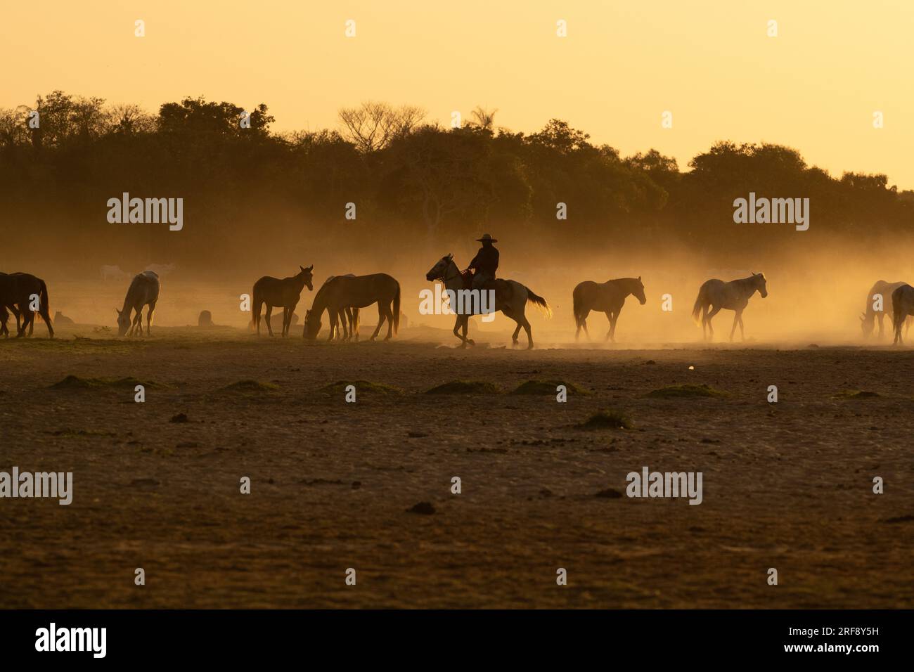 Pantaneiro Cowboy, der Pferde bei Sonnenuntergang hütet in North Pantanal, Brasilien Stockfoto