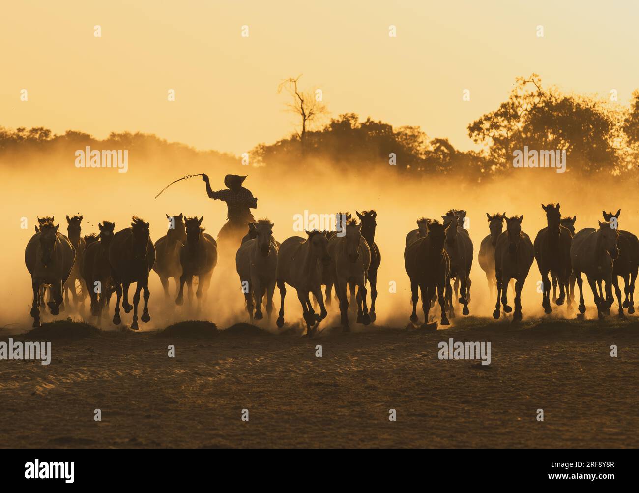 Pantaneiro Cowboy, der Pferde bei Sonnenuntergang hütet in North Pantanal, Brasilien Stockfoto