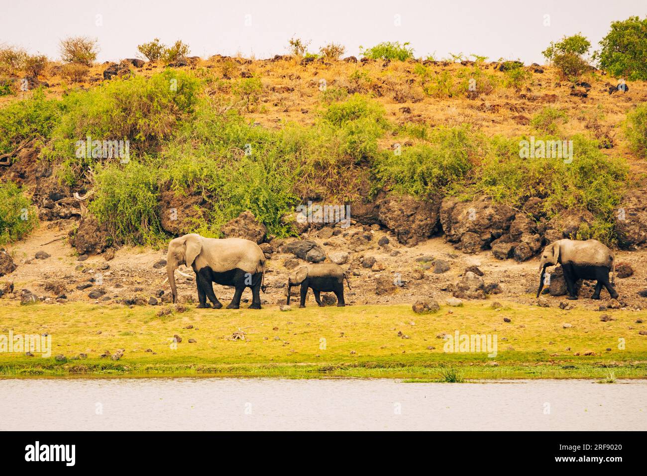 Eine Elefantenherde, die in freier Wildbahn im Amboseli-Nationalpark, Kenia, weidet Stockfoto