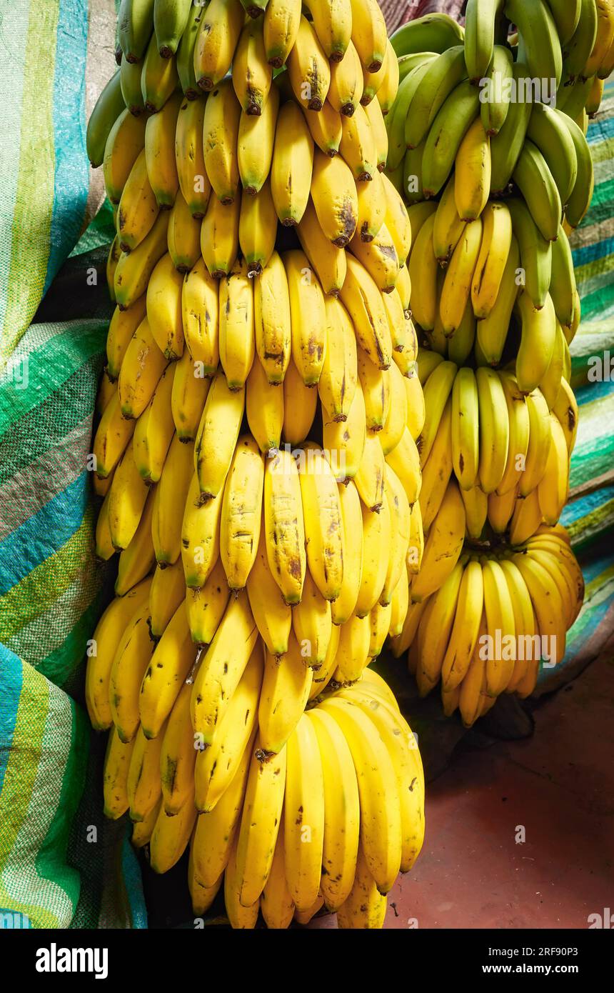 Bananenstücke auf einem lokalen Markt in Ecuador. Stockfoto