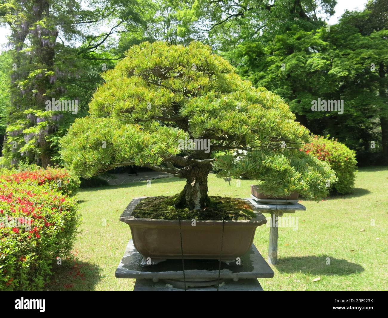 Japanische Bonsai-Baumexemplare auf Sockeln im inneren Garten (Gyoen) am  Meiji Jingu Shinto-Schrein, einem beliebten Reiseziel in Tokio  Stockfotografie - Alamy