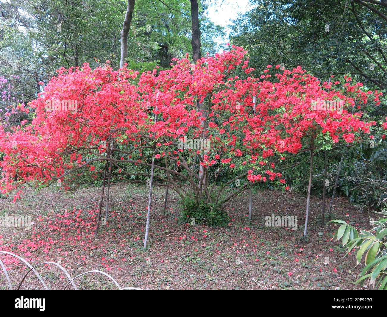 Botanische Bilder Japans: Ein reifer Azaleenstaub mit bogenförmigen Ästen ist mit Pfählen und voller Blüte mit seiner tiefen rosa Blüte abgestützt. Stockfoto