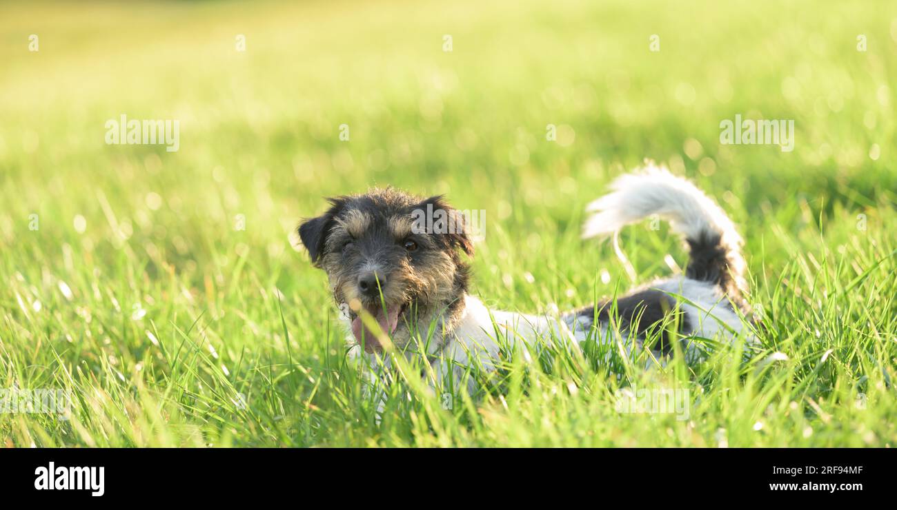 Aktiver Jack Russell Terrier-Hund über einer grünen Wiese im Frühling. Stockfoto