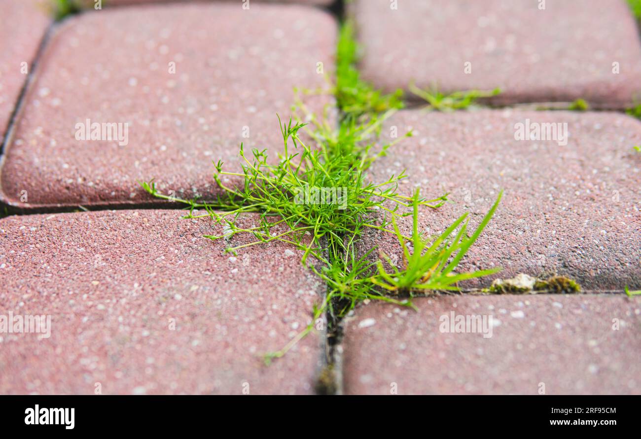 Detaildarstellung kleiner Unkräuter, die zwischen roten Pflasterstücken wachsen Stockfoto