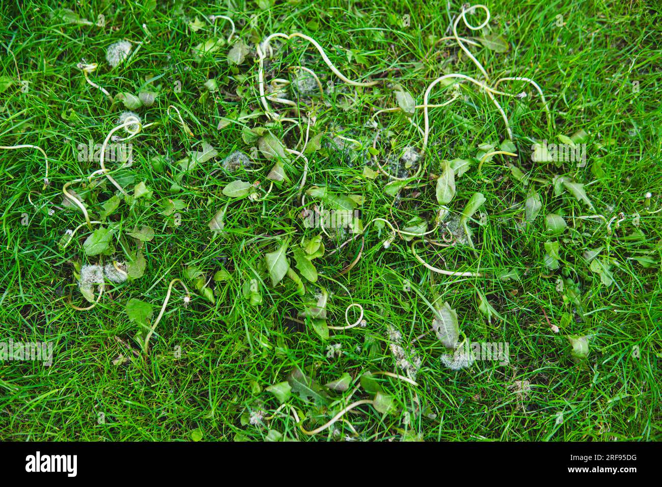 Tote Unkräuter nach Anwendung von Herbiziden auf einem Rasen Stockfoto