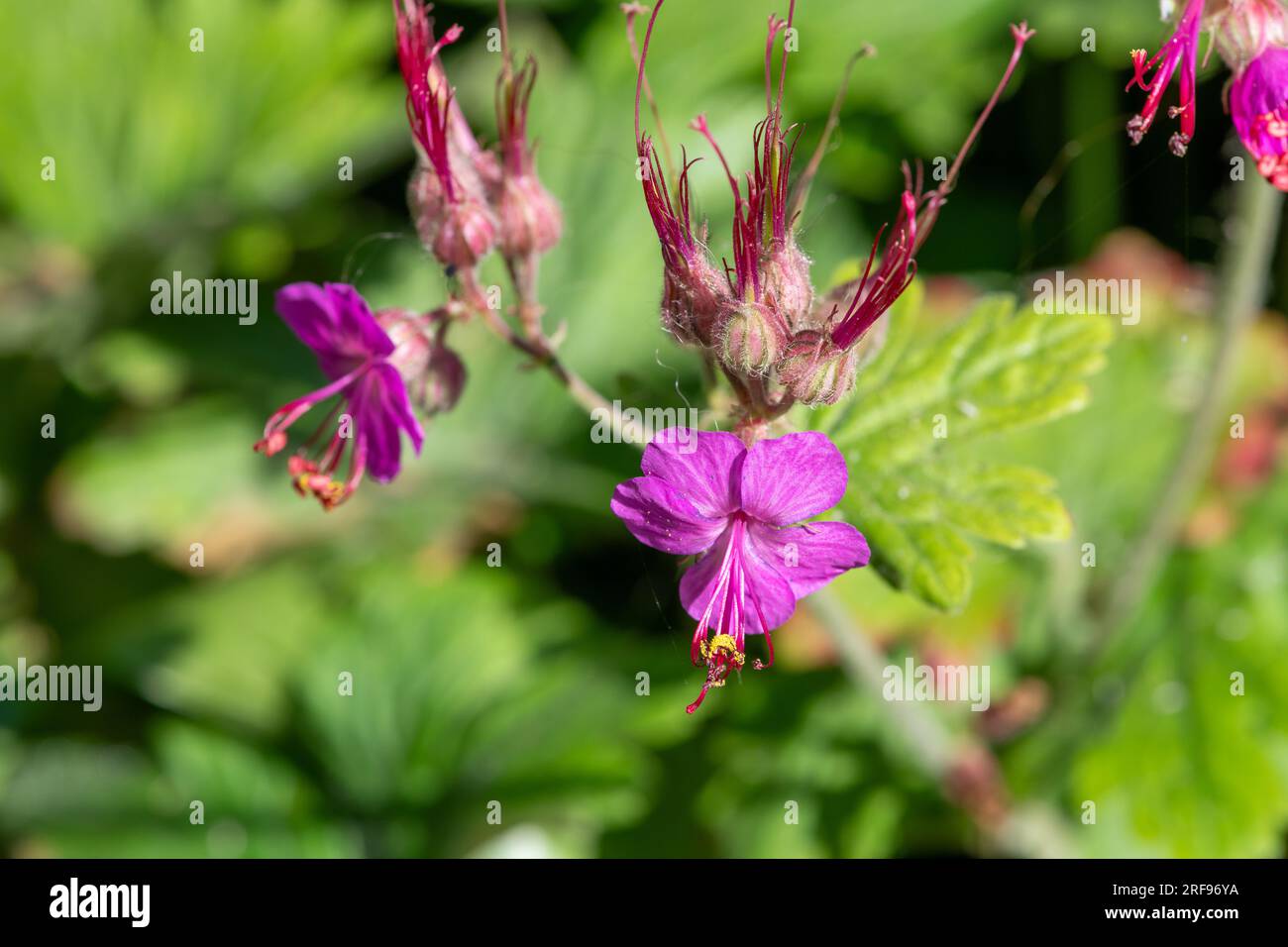 Nahaufnahme einer blühenden Grobwurzelgeranium (Geranium macrorrhizum) Blume Stockfoto