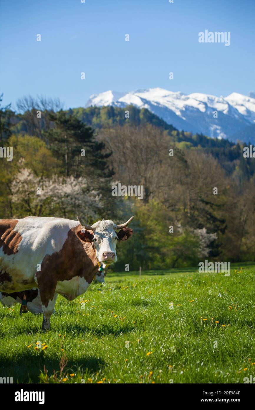 Ökologischer Landbau eines ökologischen Rinderzüchters, der sein Fleisch und seine Milch direkt an die Verbraucher verkauft. Stockfoto