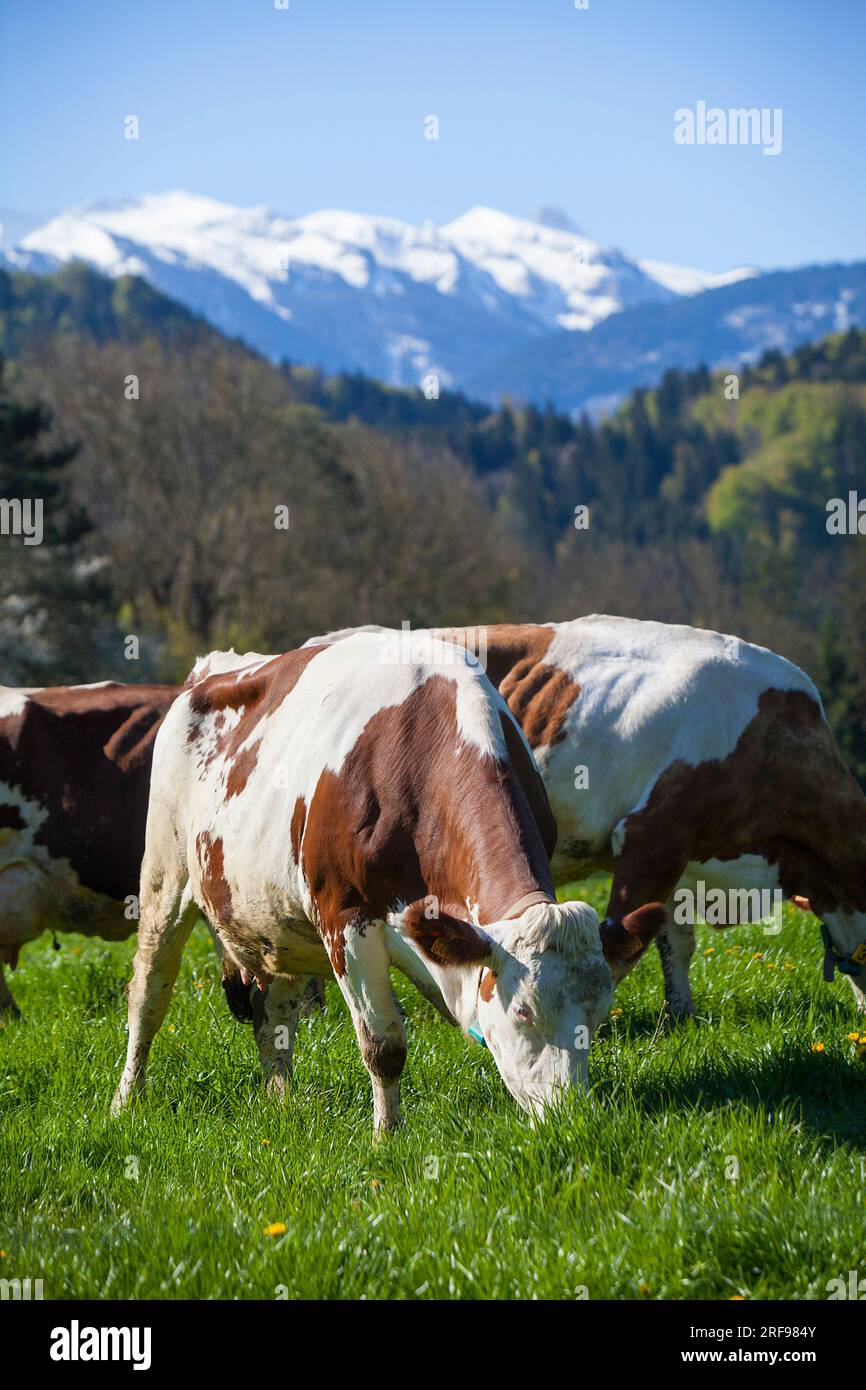 Ökologischer Landbau eines ökologischen Rinderzüchters, der sein Fleisch und seine Milch direkt an die Verbraucher verkauft. Stockfoto