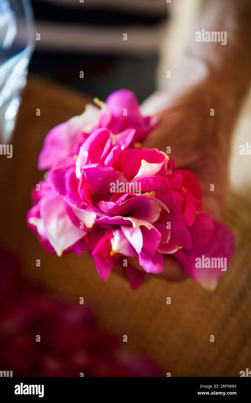 Die Ernte von Rosenblüten aus Provins ist bekannt für seine beruhigenden Eigenschaften für Verdauungs-, Haut- und Rachenbeschwerden. Stockfoto