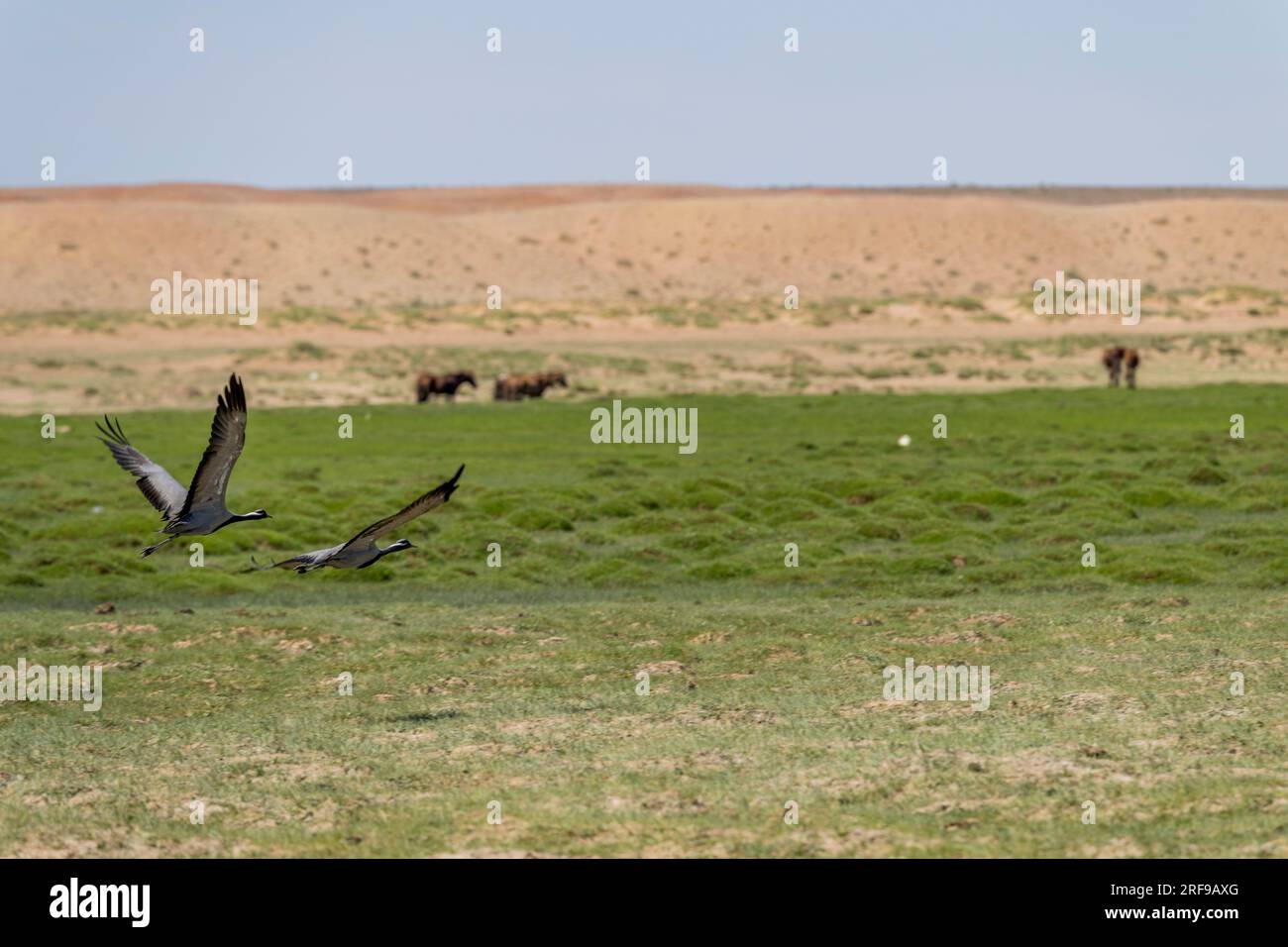 Demoiselle Cranes (Anthropoides virgo) startete an einem See, der sich nach Regenfällen in der Nähe von Bulgan, einer kleinen Stadt in der Wüste Gobi, der La, entstand Stockfoto