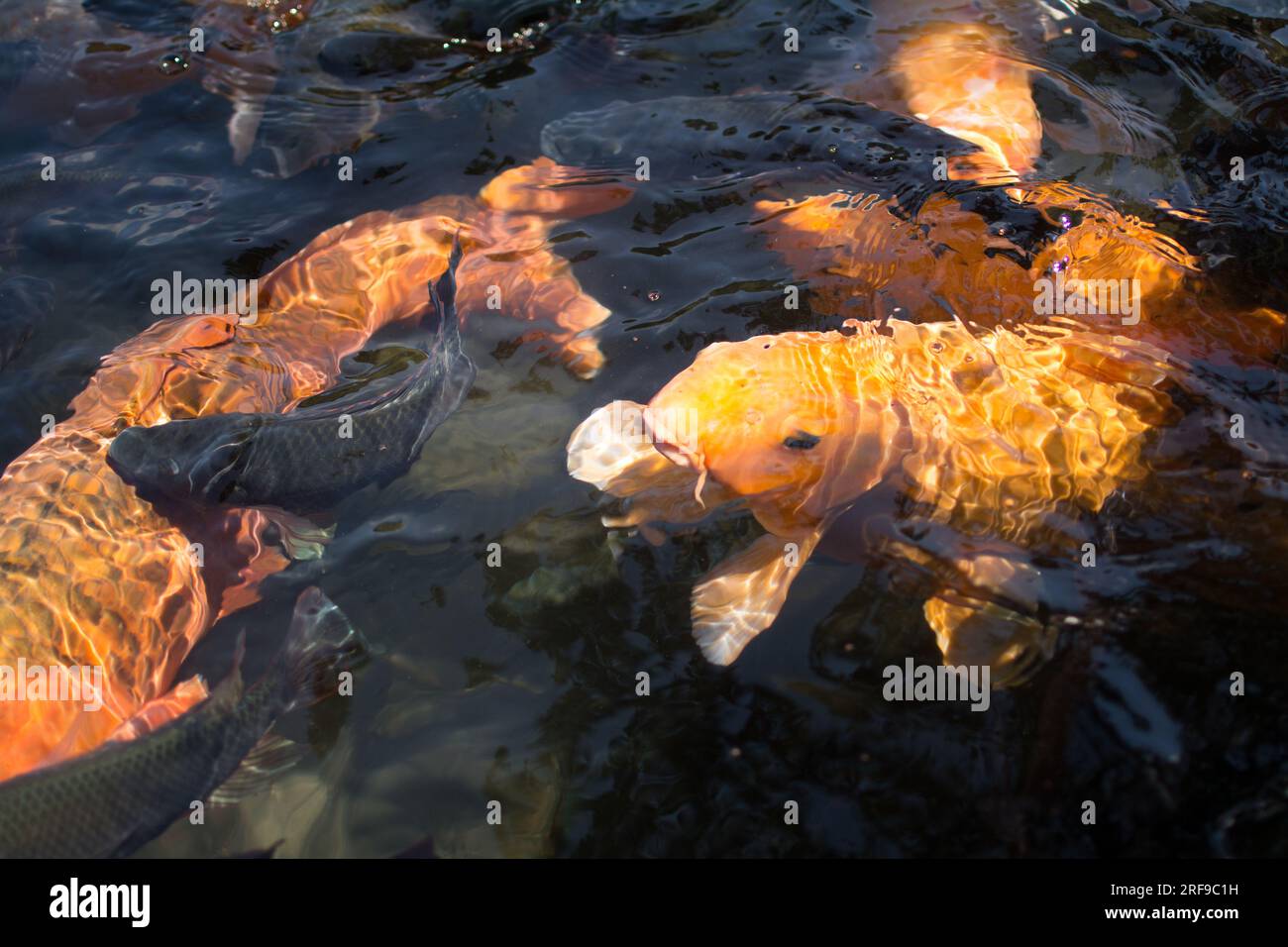 Koi-Fisch im Wasser, Bali Stockfoto