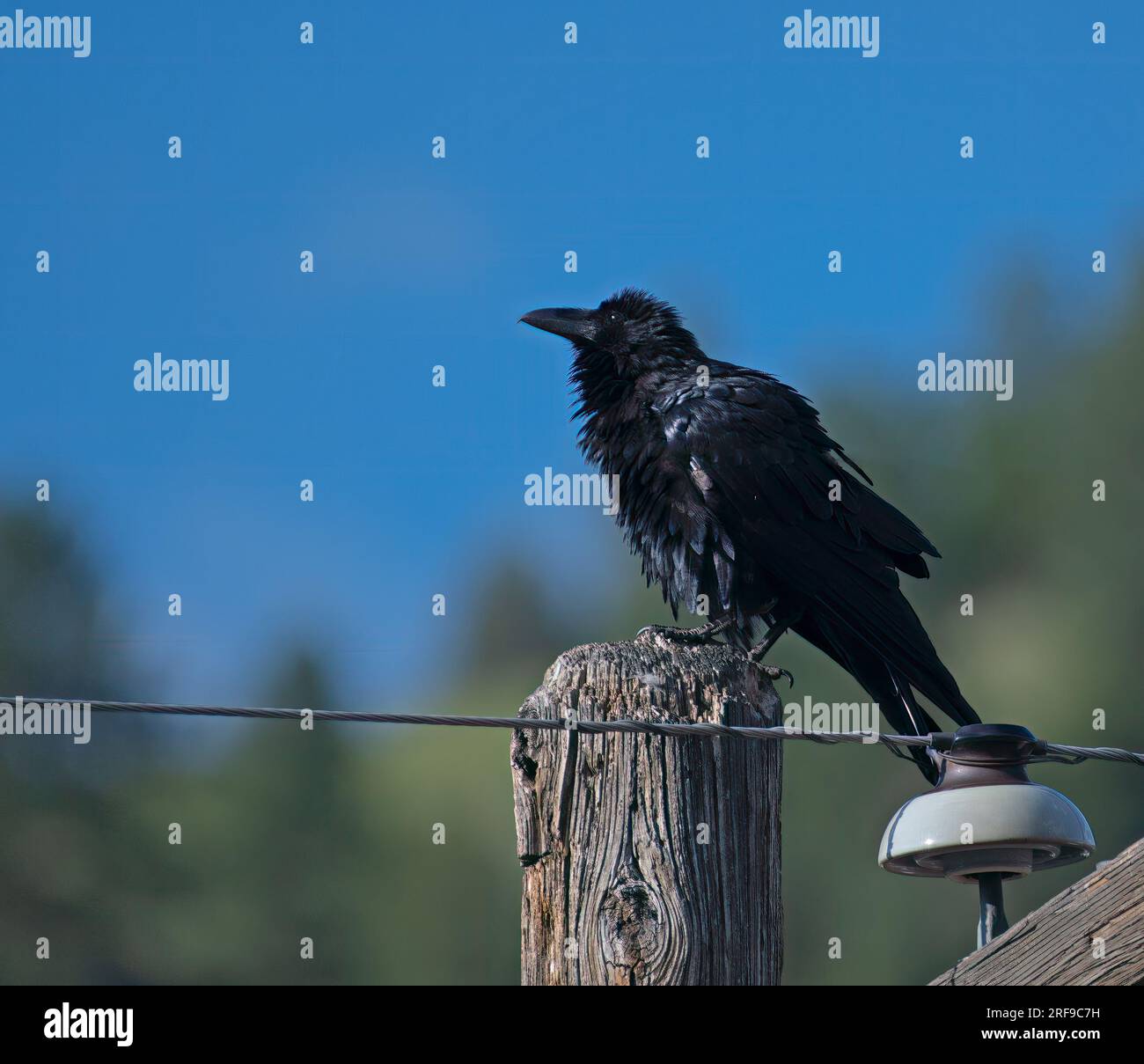 Rabe mit weichen Federn, hoch oben auf einem alten Telefonmast im Morgenlicht Stockfoto