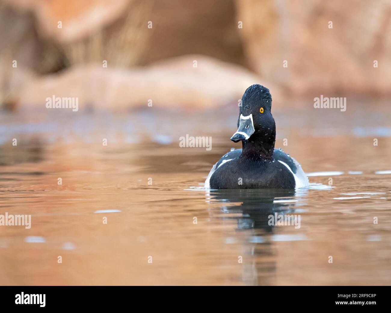 Eine Ente mit drachenring-Ausschnitt schwimmt in einem ruhigen Teich, während die Felsen im Hintergrund dem Wasser eine schöne rötliche Farbe verleihen Stockfoto