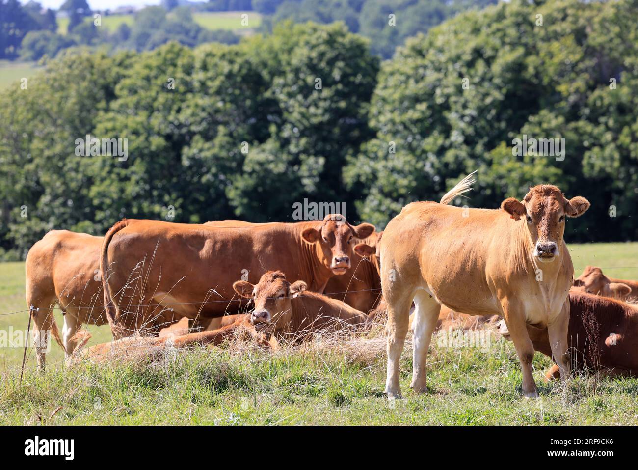 Vaches à viande limousine en Corrèze dans le Limousin, Frankreich, Europa Stockfoto