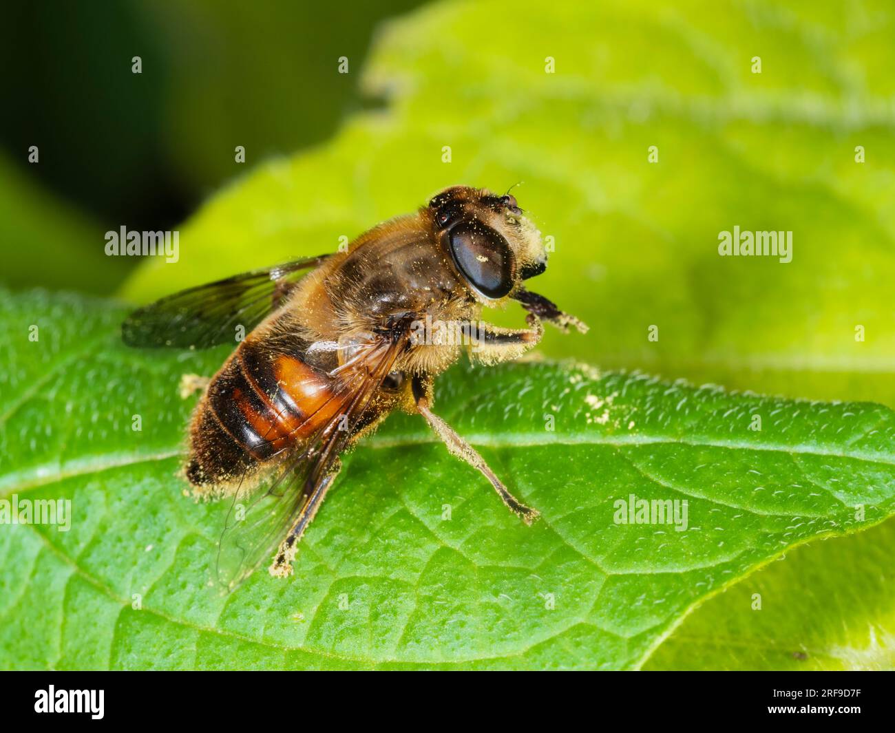 Mit Pollen bedeckte weibliche Hoverfly, Eristalis tenax, gemeine Drohnenfliege, in einem britischen Garten Stockfoto