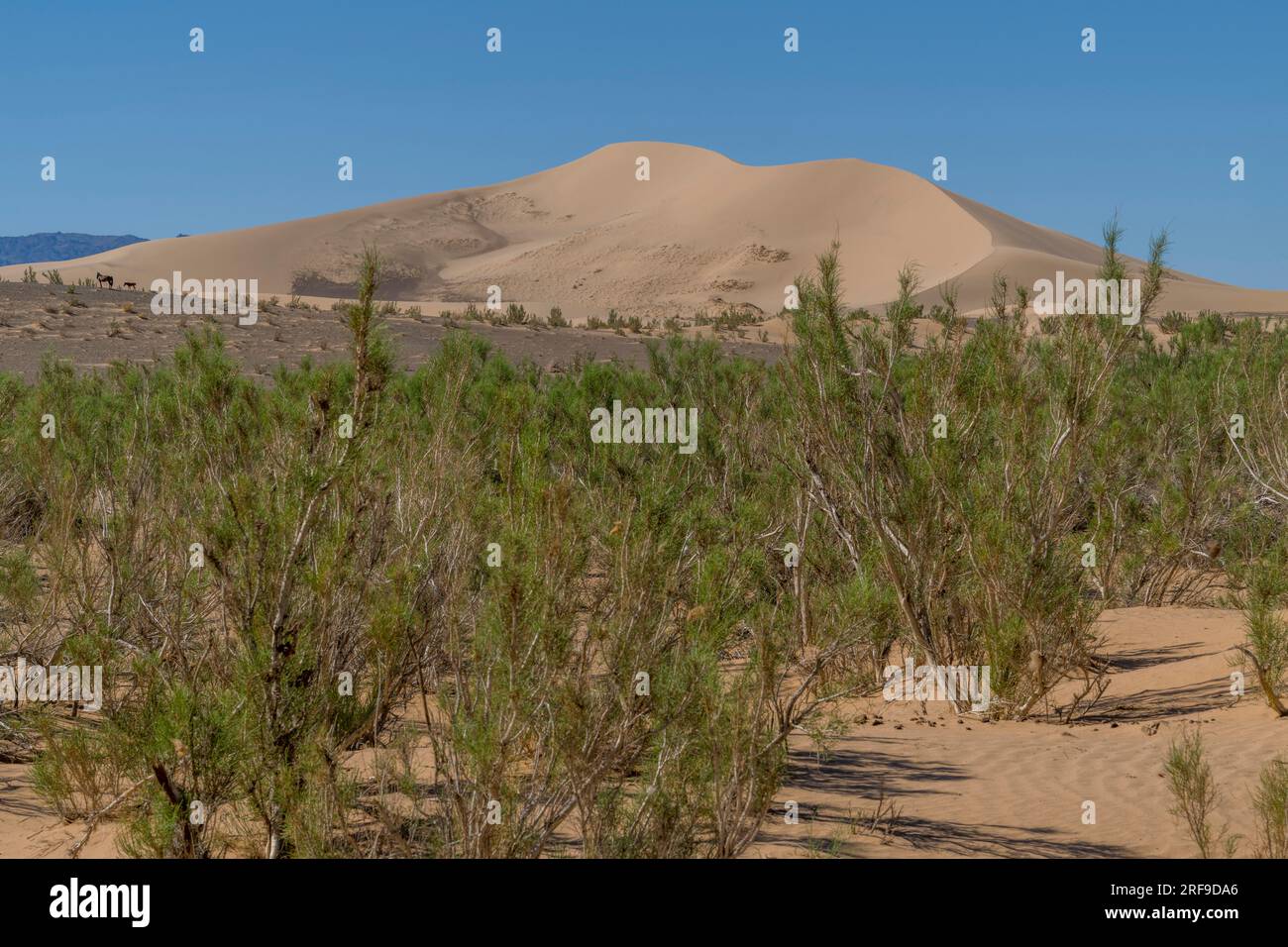 Der sächsische Wald mit den Hongoryn Els Sanddünen im Hintergrund, die Wüste Gobi in der südlichen Mongolei. Stockfoto